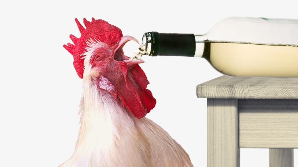 Gleeful Chicken Florentine 6 Photo I, 'photoshopped' in Canva (and a remarkable job at that considering all the limitations of Canva) of a chicken (it might be a rooster) with its beak wide open, and a bottle of white wine is sitting on its side on a table pouring wine into the chicken's mouth. I shall call it, "Making the best of a bad situation," you know, because the wine would have just spilled had the chicken or rooster not so valiantly arrived to the rescue.
