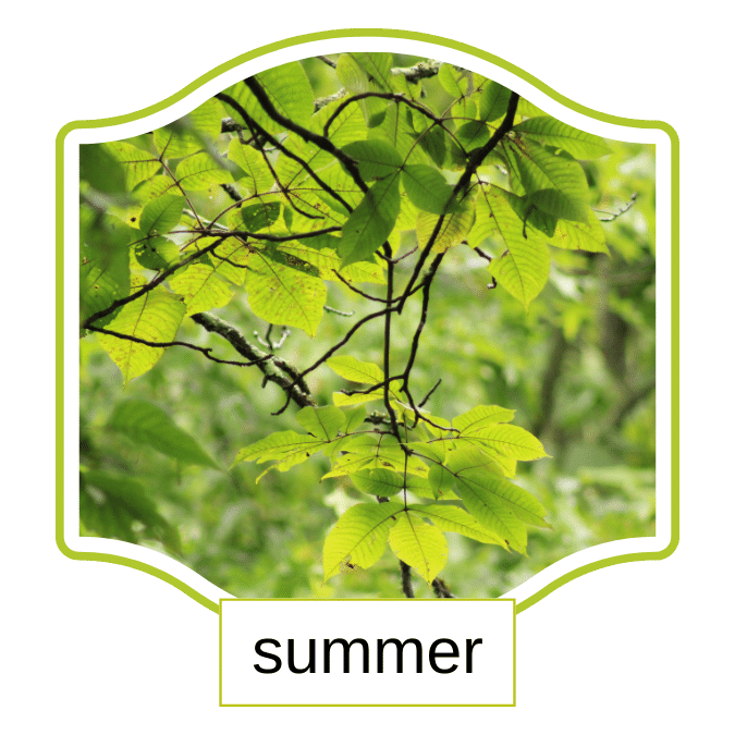 photo of sunlit leaves hanging on back stems with a blurred woodsy background to link to Summer Meals